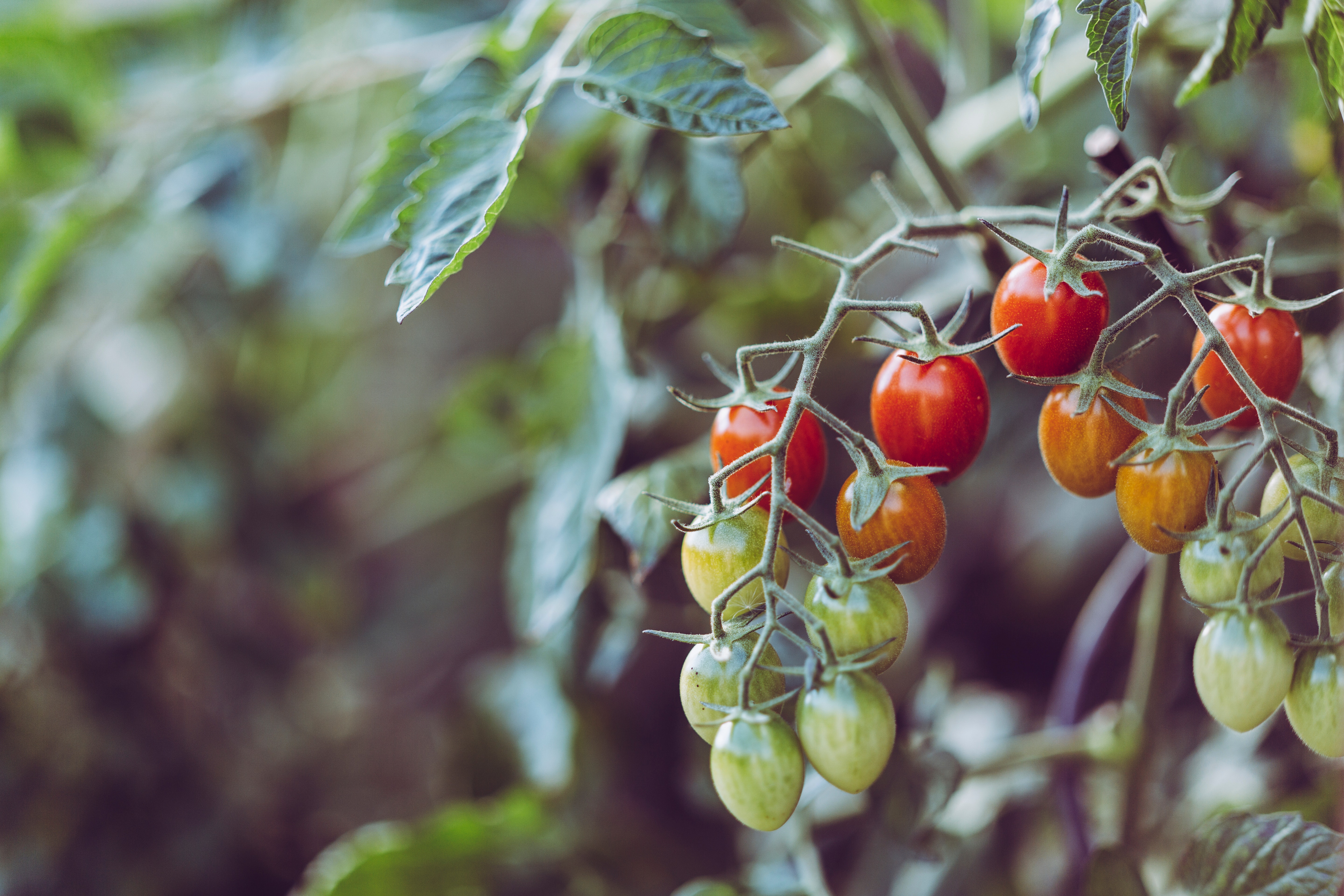 Cherry tomatoes ripening on the vine