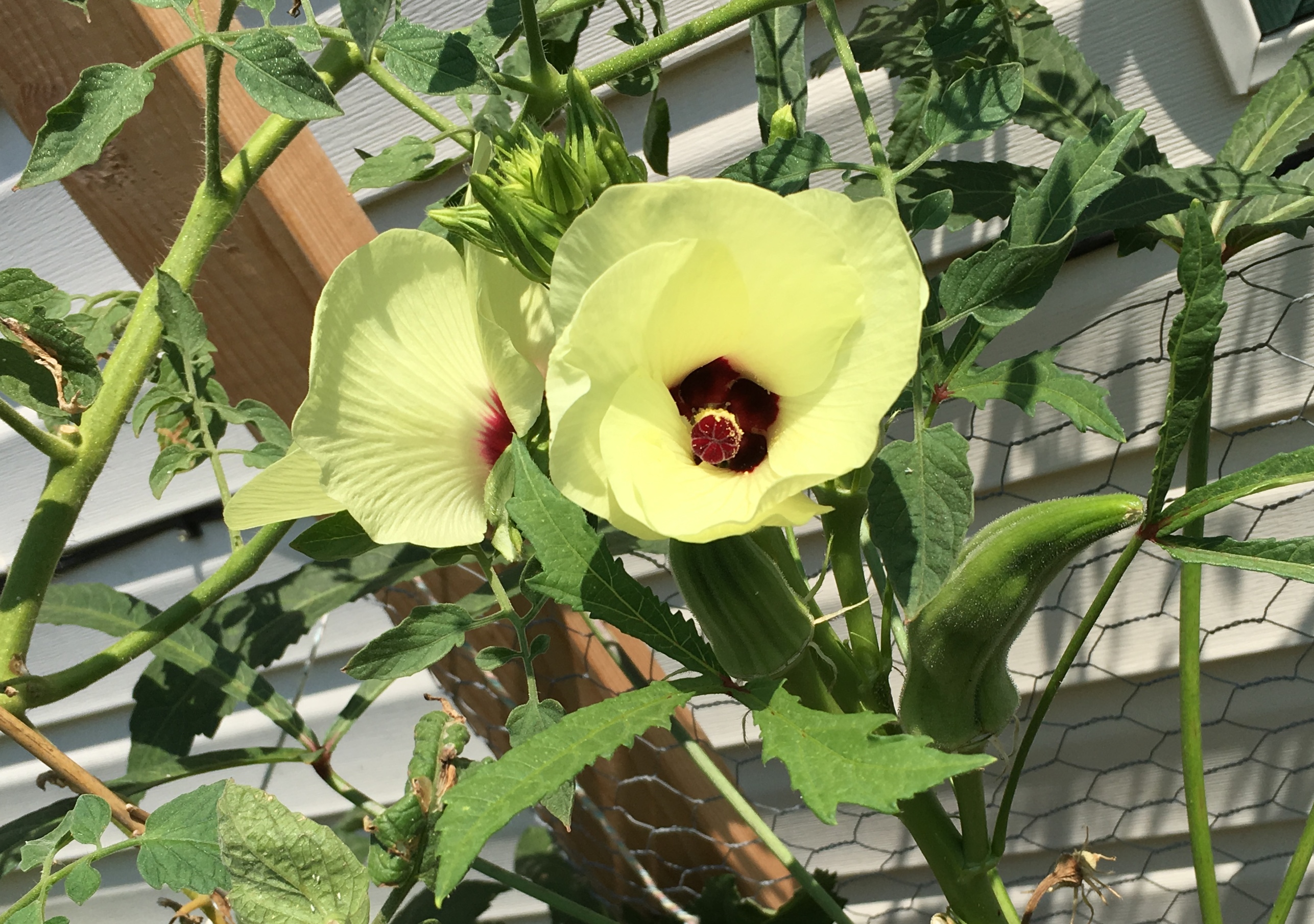 Okra flower with pods